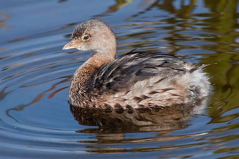 Pie Billed Grebe   P O'Malley